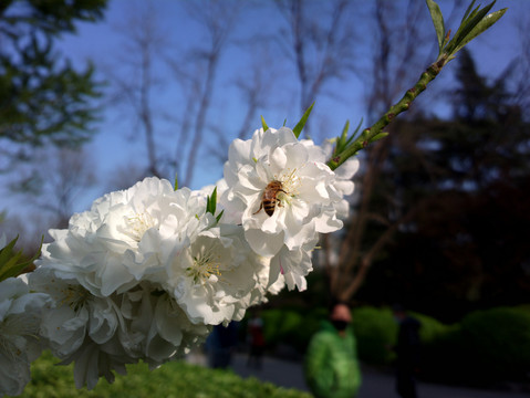 碧桃花