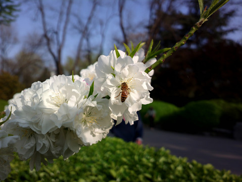 碧桃花