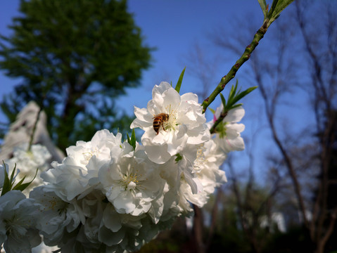 碧桃花