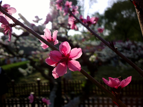 碧桃花
