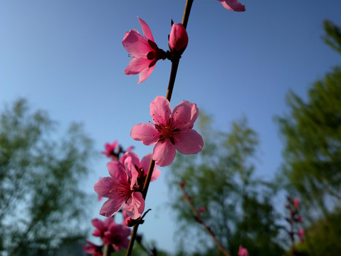 碧桃花