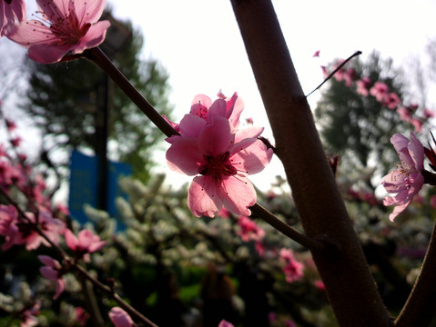 碧桃花