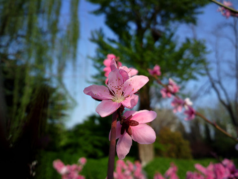 碧桃花