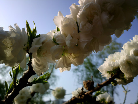碧桃花
