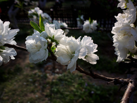 碧桃花