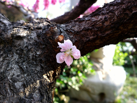碧桃花
