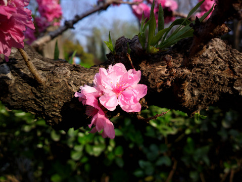 碧桃花