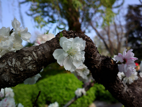 碧桃花