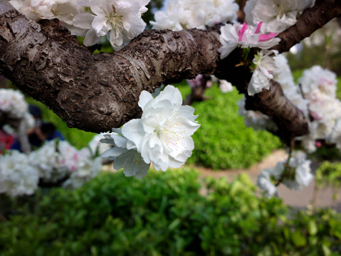 碧桃花
