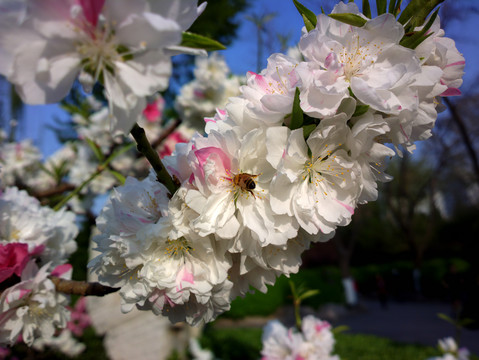 碧桃花