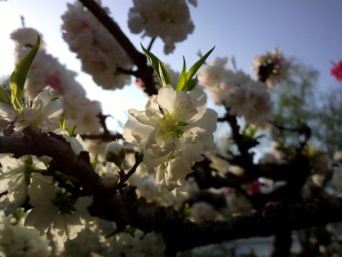 碧桃花