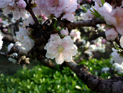 碧桃花