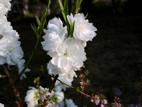 碧桃花