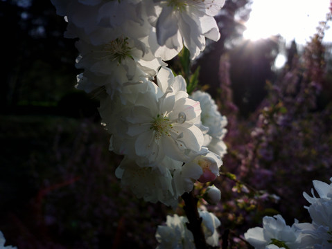 碧桃花