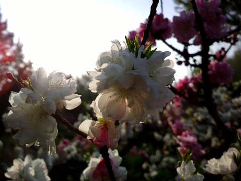 碧桃花