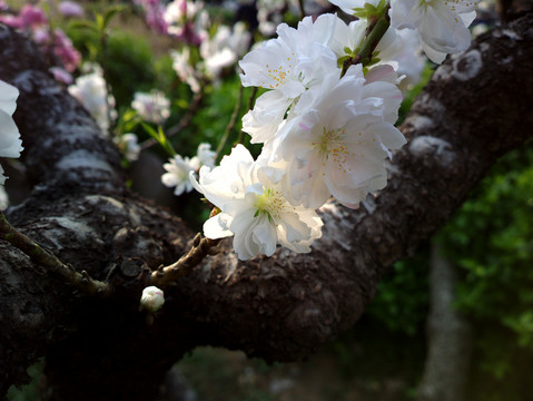 碧桃花