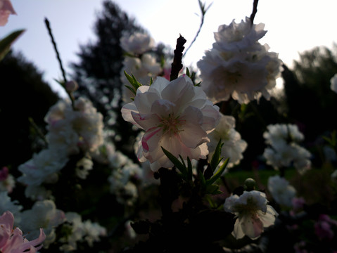 碧桃花