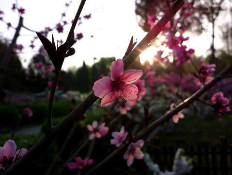 碧桃花