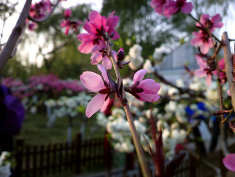 碧桃花