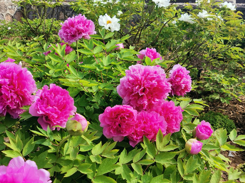牡丹花特写