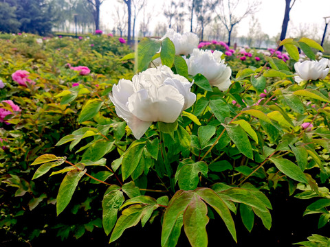 牡丹花特写