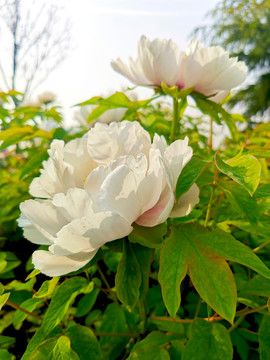白牡丹花