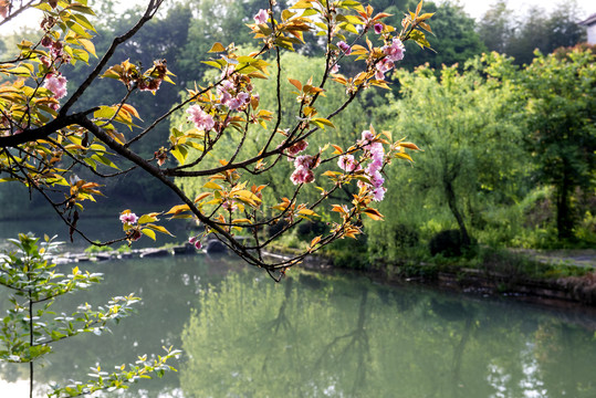 樱花