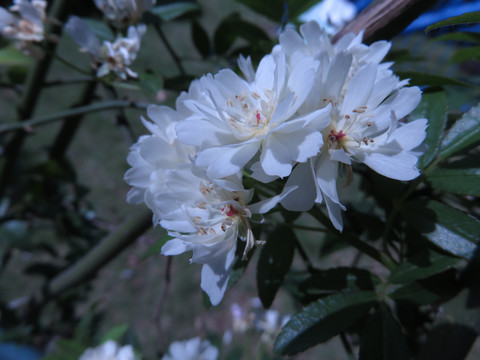 木香花素材