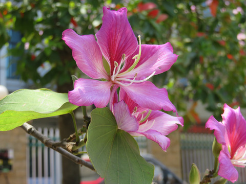 紫荆花素材