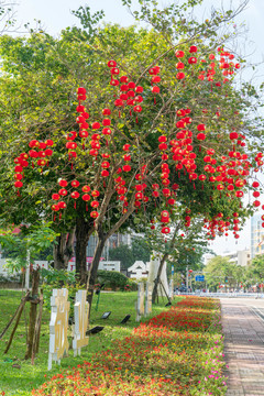 春节的街市