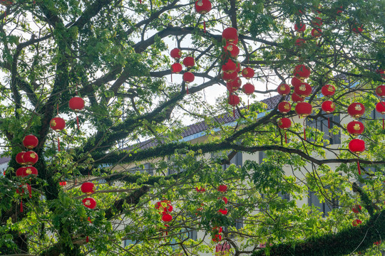 春节街上年味浓