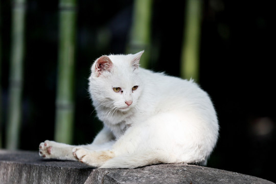 猫咪
