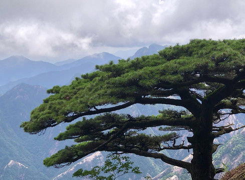 黄山松