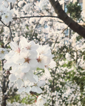 樱花