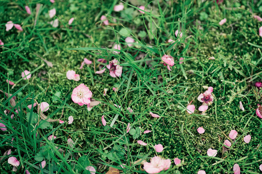 梅花花瓣掉落草地