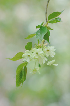 春天樱花绿色樱花郁金樱