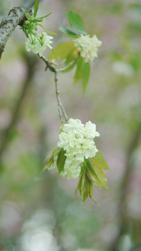 春天樱花绿色樱花郁金樱