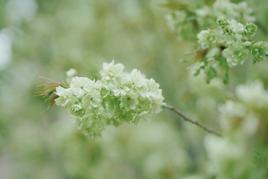 春天樱花绿色樱花郁金樱