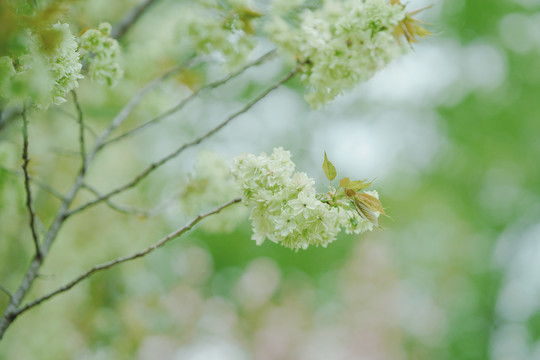 春天樱花绿色樱花郁金樱