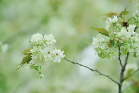 春天樱花绿色樱花郁金樱