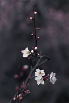 梅花枝条鲜花特写水墨画效果