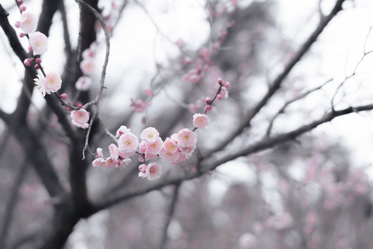 梅花枝条鲜花特写水墨画效果