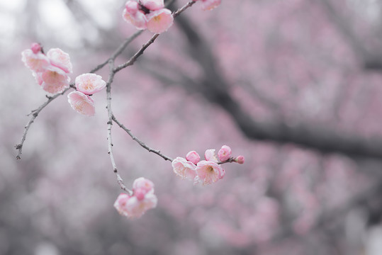 梅花枝条鲜花特写水墨画效果