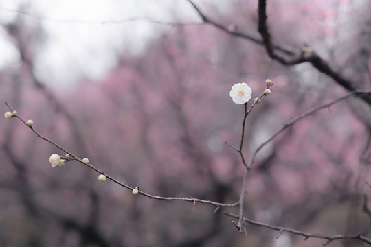 梅花枝条鲜花特写水墨画效果