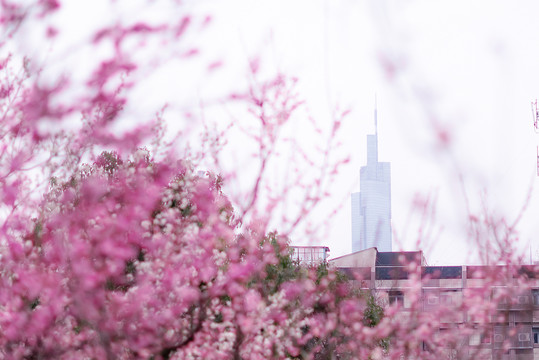 南京梅花花丛中的紫峰大厦