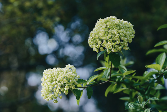 白色花朵中华木绣球春天风景