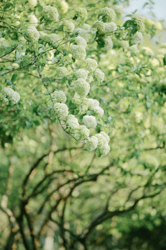中华木绣球春天白色花朵树枝