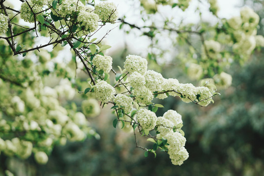 中华木绣球花枝花团锦簇