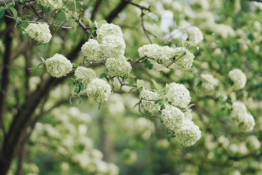 中华木绣球花枝花团锦簇