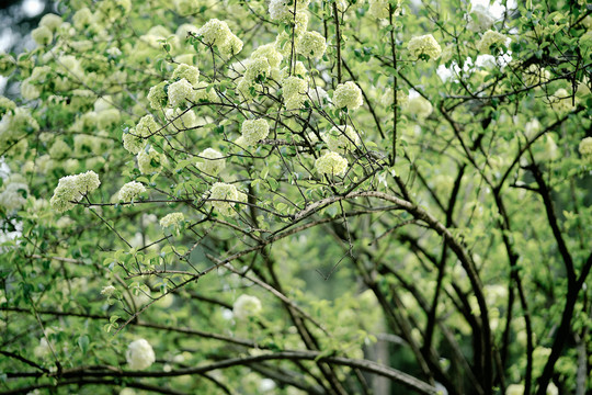 春天花朵绿色白色中华木绣球